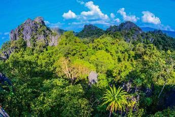 Foresta in Thailandia ()