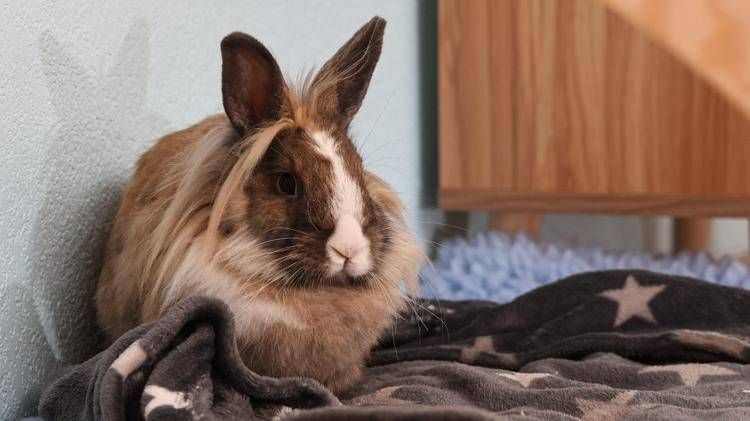 Coniglio - Ipa/Fotogramma