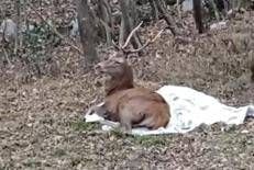 Spaventato dai botti fugge tra le vie di Nova Milanese, cervo recuperato e salvato