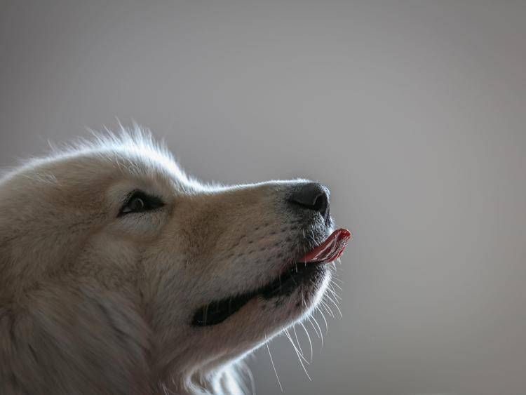 Cane in ascolto - Fotogramma /Ipa