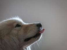 Cane in ascolto - Fotogramma /Ipa