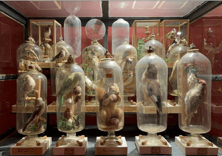 Parma, svelato il segreto degli animali in bottiglia