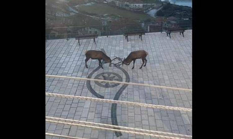 Cervi combattono in piazza a Barrea 