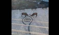 Cervi combattono in piazza a Barrea 