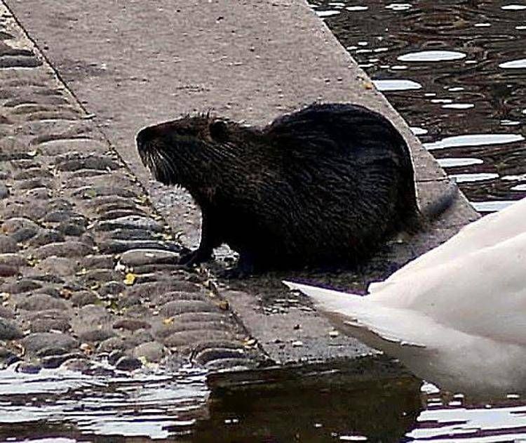 Una nutria