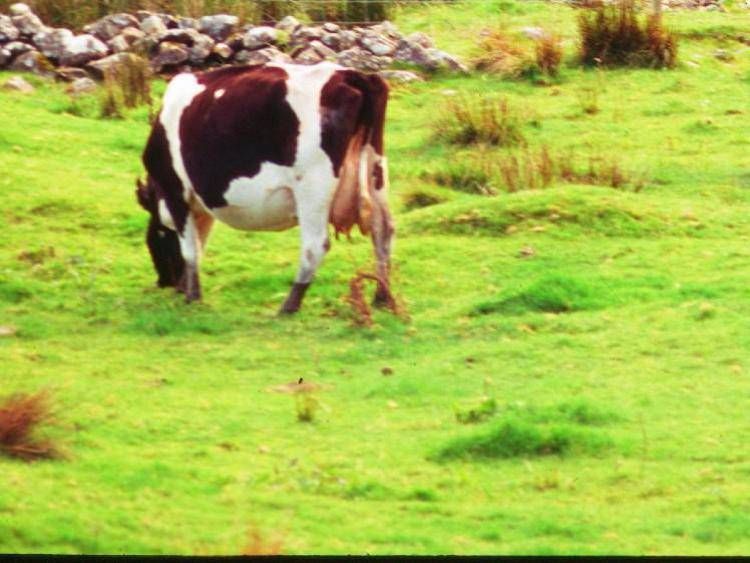 Aviaria, trovati anticorpi in una mucca nei Paesi Bassi: prima volta fuori dagli Usa
