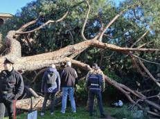 L'albero caduto in via dei Fori Imperiali a Roma