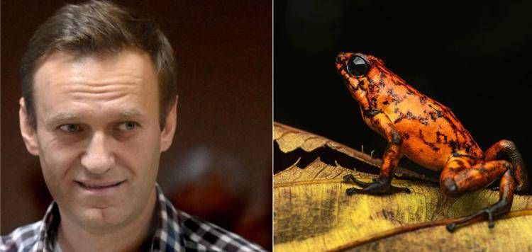 Navalny e la rana freccia dell'Ecuador