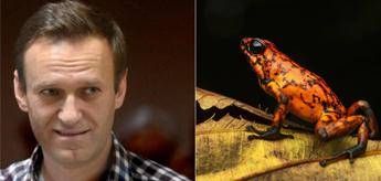 Navalny e la rana freccia dell'Ecuador