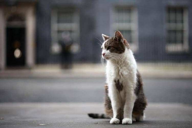 Il gatto Larry, Chief Mouser a Downing Street - (Afp)
