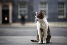 Il gatto Larry, Chief Mouser a Downing Street - (Afp)