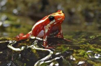 Epibatidina, tossina della rana freccia: cos'è il veleno che potrebbe aver ucciso Navalny