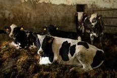 allevamento_intensivo_canva