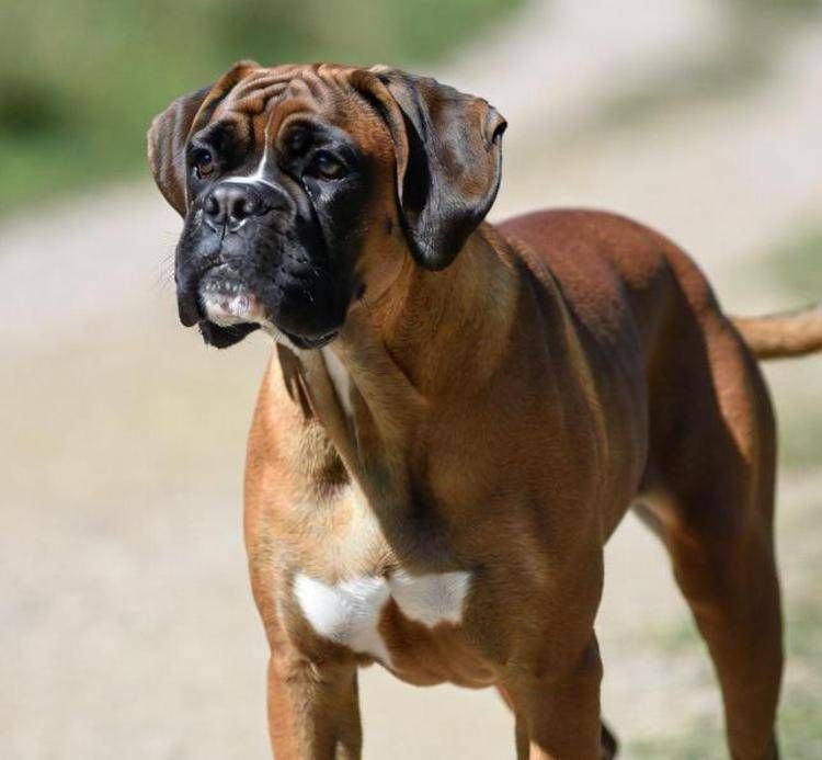 Un boxer