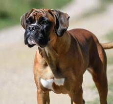 Un boxer