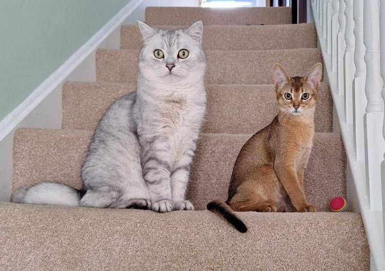 Due gatti domestici, non coinvolti nello studio (foto Victoria Hatch)