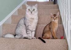 Due gatti domestici, non coinvolti nello studio (foto Victoria Hatch)