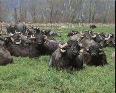 Sanremo in stalla, 250 bufale ascolteranno i brani in gara