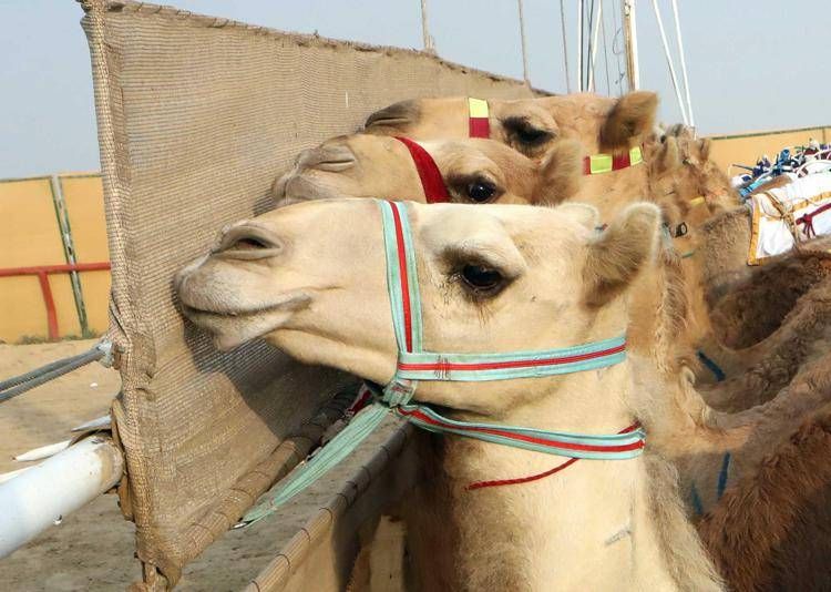 Cammelli - Fotogramma /Ipa