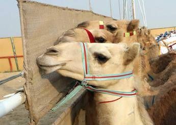 Cammelli - Fotogramma /Ipa