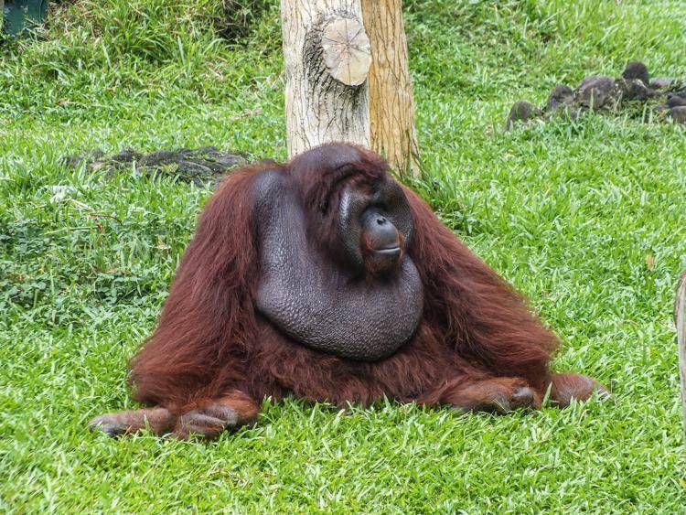 Scimpanzé e alcol, confermata l'ipotesi della 'scimmia ubriaca': tracce di etanolo nelle urine