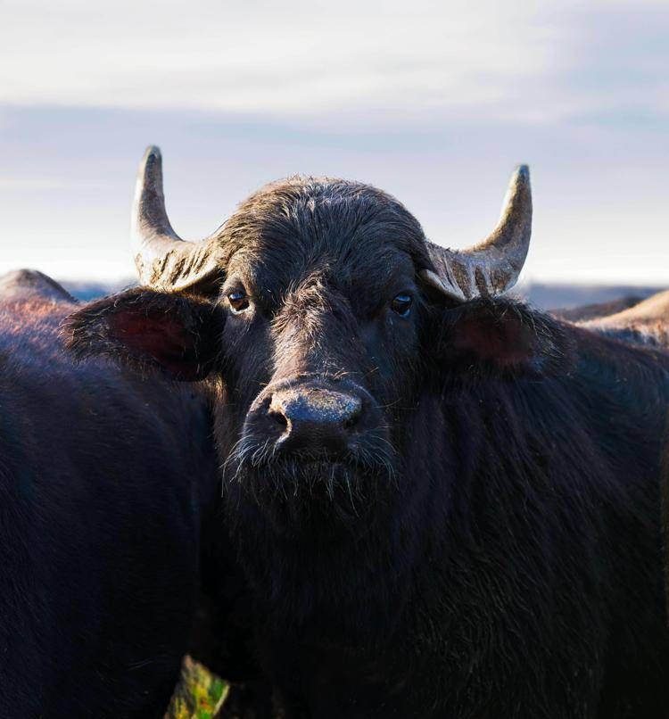 Bufale 'ascoltano' brani di Sanremo, Arisa vince e la sua 'favola' ha effetti salutari