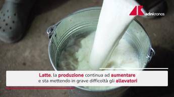 Produzione di latte in Italia, i numeri - Video