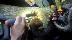 Scoiattolo resta intrappolato in un albero, il salvataggio dei vigili del fuoco - Video