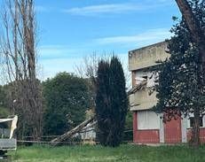 L'albero caduto al liceo Orazio di Roma