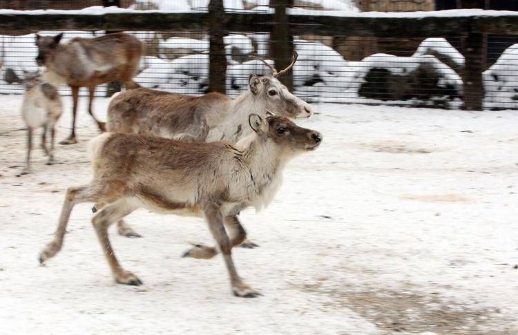 In Lapponia l'allevamento delle renne è una delle attività tradizionali (Fotogramma)