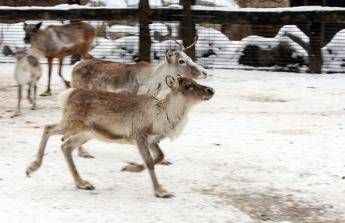 In Lapponia l'allevamento delle renne è una delle attività tradizionali (Fotogramma)