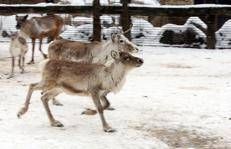 In Lapponia l'allevamento delle renne è una delle attività tradizionali (Fotogramma)