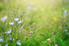 Primavera, i rischi del primo sole, la dermatologa: 