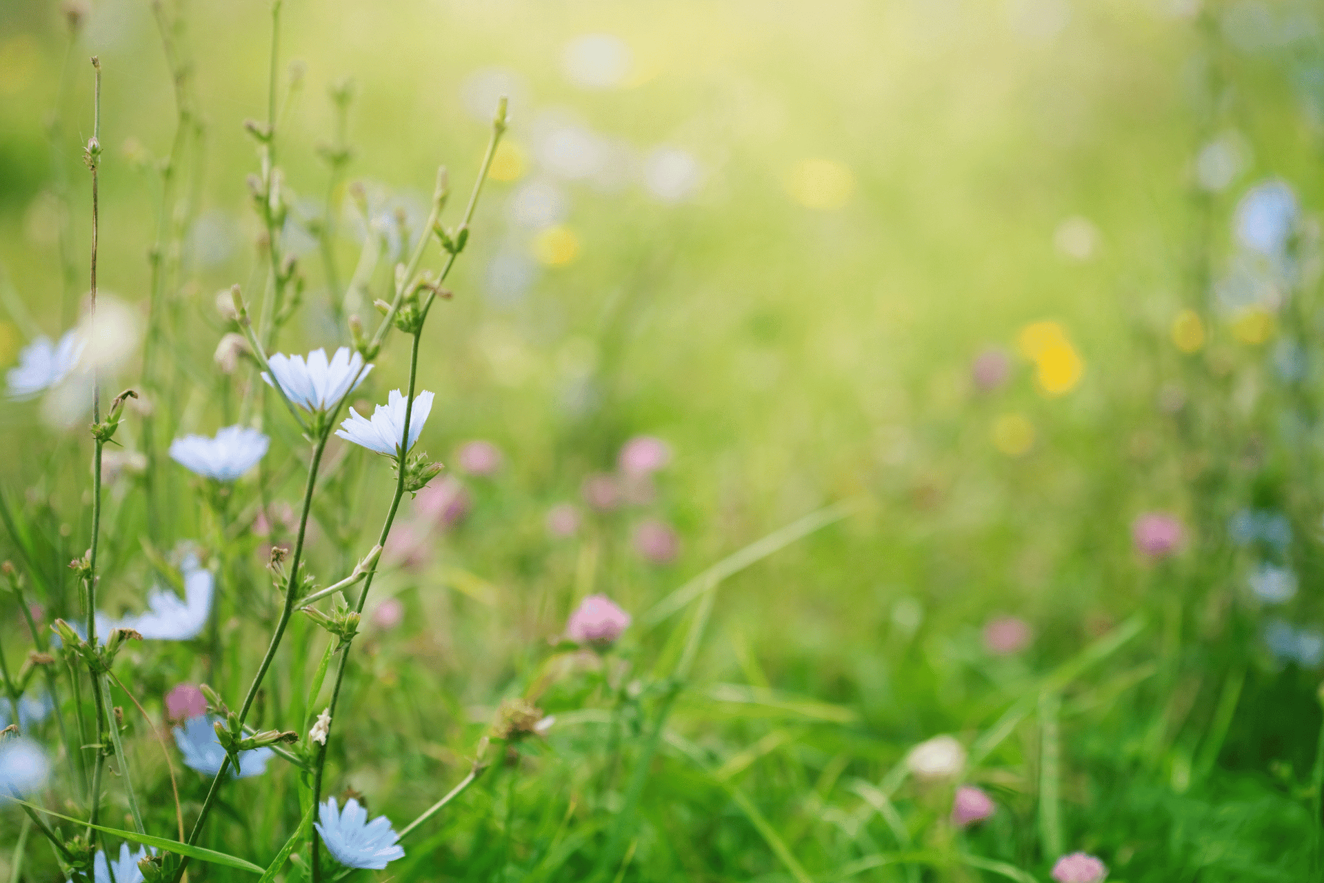 Primavera, i rischi del primo sole, la dermatologa: "Può anche scottare, abituare la pelle in modo progressivo"