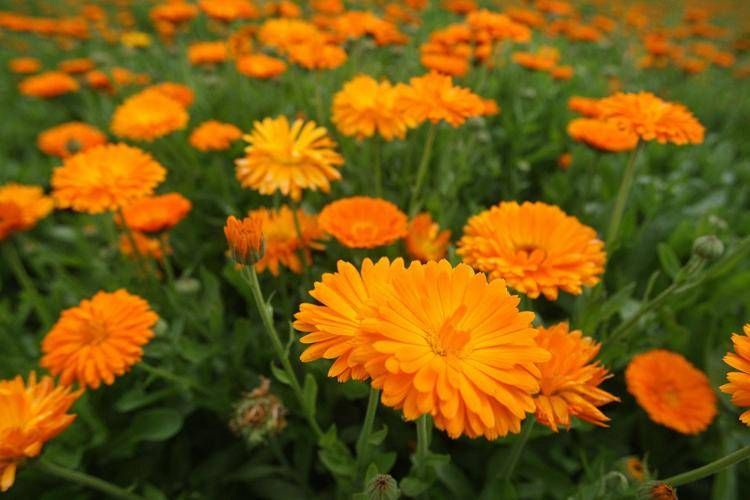 Crema alla calendula: la risorsa dermoattiva per la protezione e il benessere della pelle