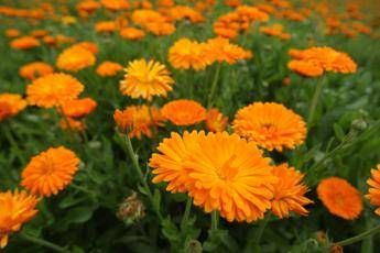 Crema alla calendula: la risorsa dermoattiva per la protezione e il benessere della pelle