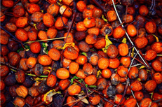 Biocarburanti, il caso POME e il limite della certificazione