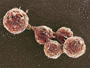 Cellule "zombie" in laboratorio, la scienza riesce a riportare in vita cellule morte