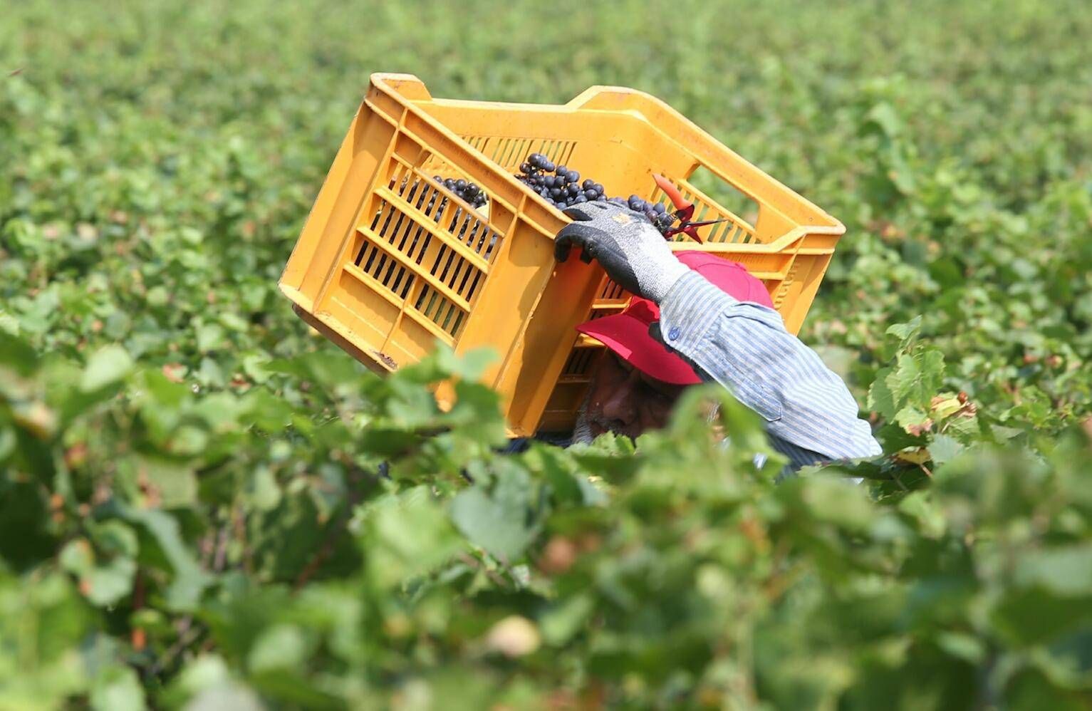 Bracciante si impicca in una baracca, tragedia nei campi a Torretta Antonacci