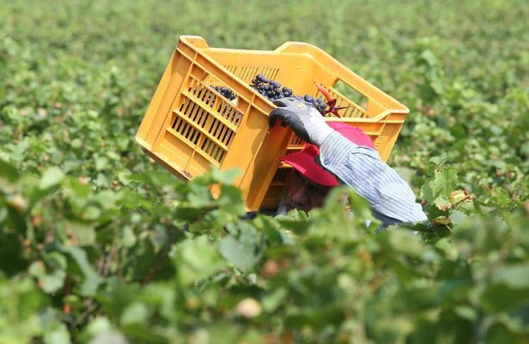 Bracciante agricolo - Fotogramma