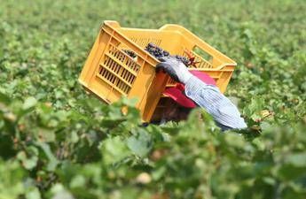 Bracciante agricolo - Fotogramma