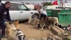 Anche cani e gatti vittime dei bombardamenti, in Libano il rifugio per salvarli dalla guerra - Video
