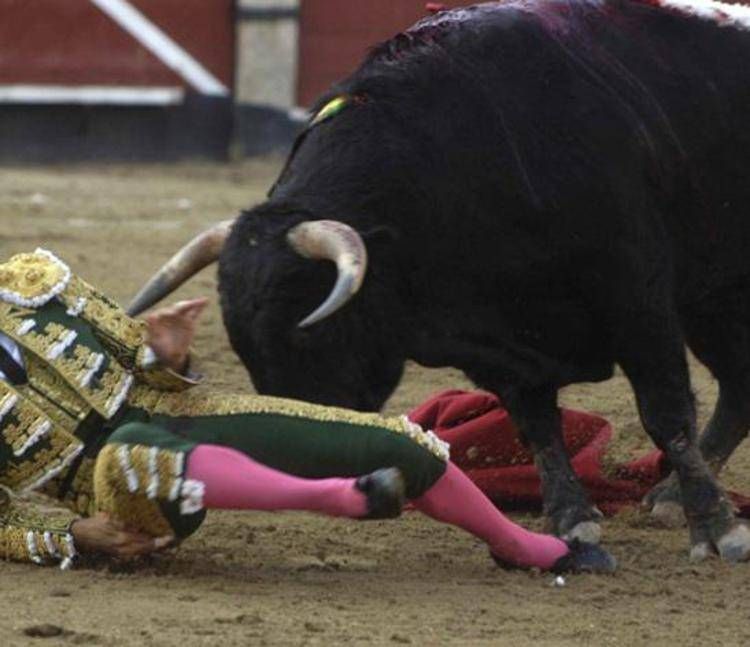 Un toro contro un torero