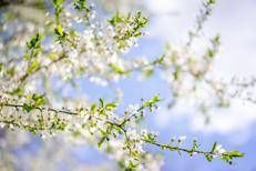 Ciliegio in fiore (Foto)