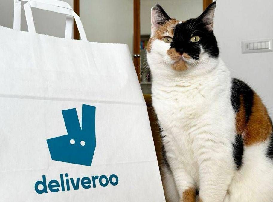 https://www.adnkronos.com/resources/02a4-2058d6398c41-34c43ce47852-1000/gatto_deliveroo.jpeg