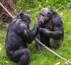 Scimapanzè - fotogramma/ipa