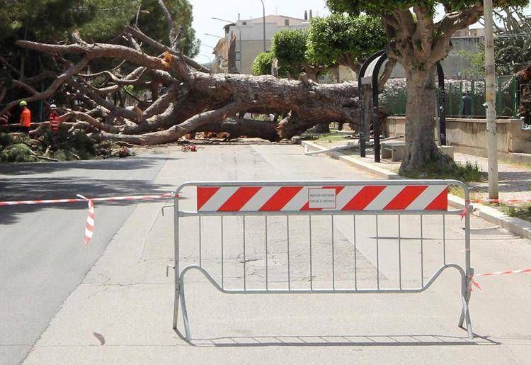 Un pino caduto, immagine di repertorio (Fotogramma/Ipa)