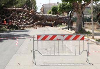 Un pino caduto, immagine di repertorio (Fotogramma/Ipa)