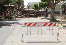 Un pino caduto, immagine di repertorio (Fotogramma/Ipa)