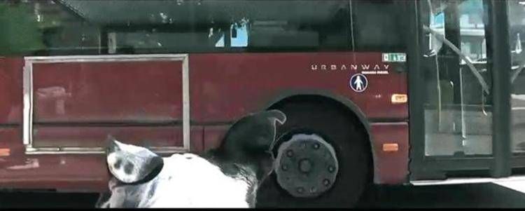 Il cane Gizmo passeggero speciale su bus Atac, Prestipino: 